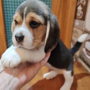 Luna